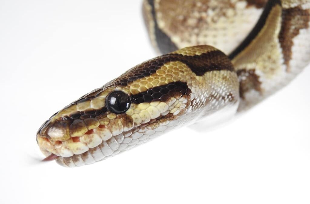 Tierischer Familientag im Aquazoo