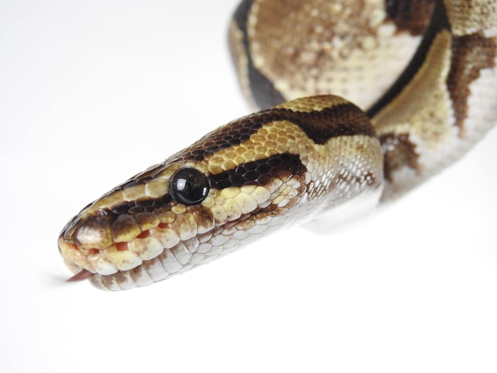 Aquazoo, Aquazoo Duesseldorf, Aquazoo Loebbecke MuseumAm Sonntag, 9. November 2025, verwandelt sich das Aquazoo Löbbecke Museum, Kaiserswerther Straße 380, 10 bis 17 Uhr, in ein Paradies für kleine und große Entdeckerinnen und Entdecker. Beim Tierischen Familientag erwartet alle Besucherinnen und Besucher ein buntes Programm rund um Natur, Tiere und Forschung. Unter anderem kann eine Königspython entdeckt werden. © 