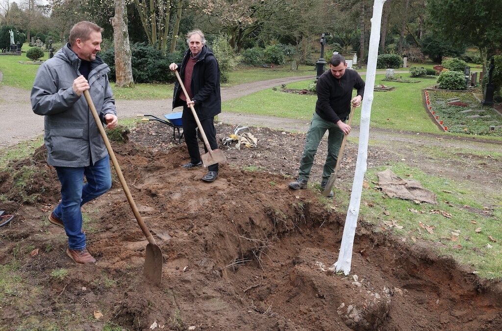 Bergulme aus städtischem Genpool wächst nun auf dem Nordfriedhof