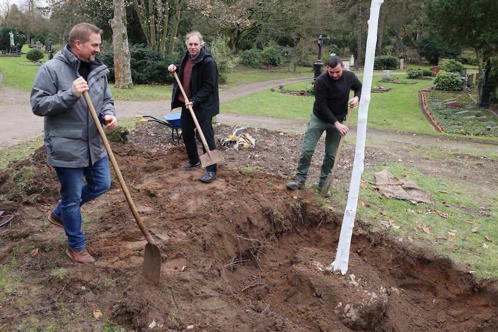 Zehn Jahre ist die Bergulme in der städtischen Baumschule gewachsen, nun ist sie mit viereinhalb Metern groß genug, um an ihren neuen Standort umzuziehen. Am 27. November 2025 wurde sie auf dem Nordfriedhof, ganz in der Nähe des Betriebshofes, eingepflanzt - bei der Pflanzaktion mit dabei (v.l.): Stefan Süß, Leiter des Nordfriedhofs, Jochen Kral, Mobilitäts- und Umweltdezernent sowie Gereon Birkmann, Leiter der Baumschule des Gartenamts. © Landeshauptstadt Düsseldorf/David Young
