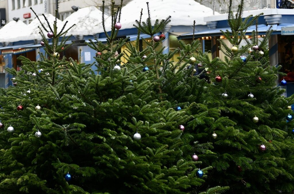 Festlich geschmückte Tannenbäume zaubern vorweihnachtliche Stimmung in Düsseldorf