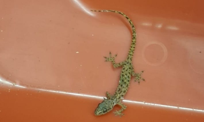 Zoll stoppt blinden Passagier im Koffer