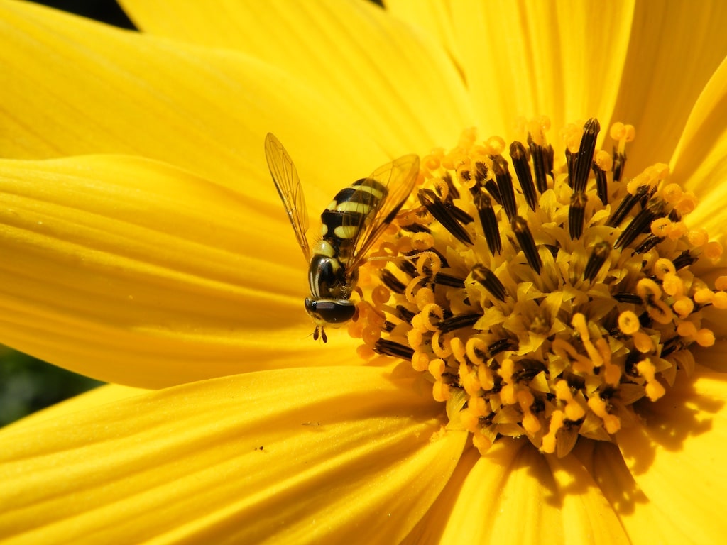 Nicht nur optisch ähnlich: Nach Hautflüglern wie Bienen sind Schwebfliegen die wichtigsten bestäubenden Insekten © Landeshauptstadt Düsseldorf/Aquazoo Löbbecke Museum