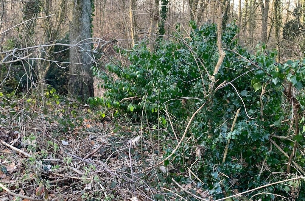 Mobile Sammlung von Grünschnitt für die Stadtteile Golzheim, Derendorf, Pempelfort und Unterrath