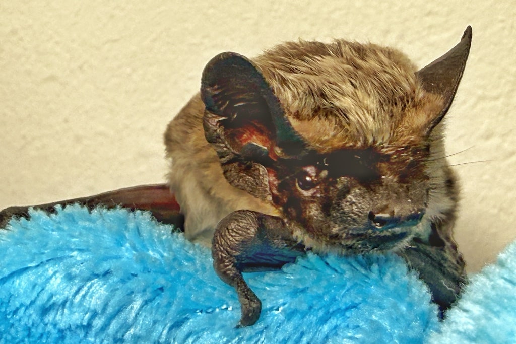 Fledermaus "Zollivia"; Bildquelle: Guido Hoehne / Fledermaus NRW e.V.