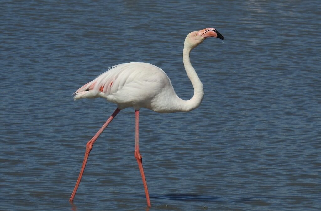 “Wetlands for Life”: Aquazoo Löbbecke Museum beteiligt sich an internationaler Artenschutzkampagne