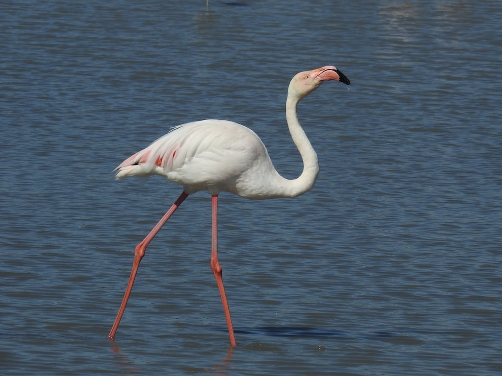 Als typischer Bewohner von Lagunen steht der Flamingo als „Flaggschiff-Art“ sinnbildlich für die Wetlands-for-Life-Kampagne der EAZA © Aquazoo Löbbecke Museum