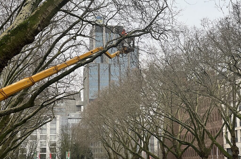 Pflegearbeiten an der Kö: Platanen werden für den „Himmelsstrich“ geschnitten
