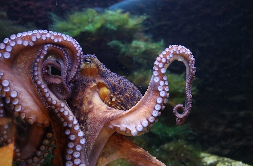 Schlüpfrige Einblicke hinter Glas: Valentinsführung im Aquazoo