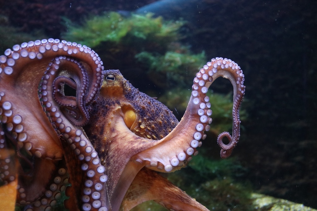 Der Gemeine Krake (Octopus vulgaris) nutzt bei der Begattung sicherheitshalber seinen längsten Arm. © Aquazoo Löbbecke Museum