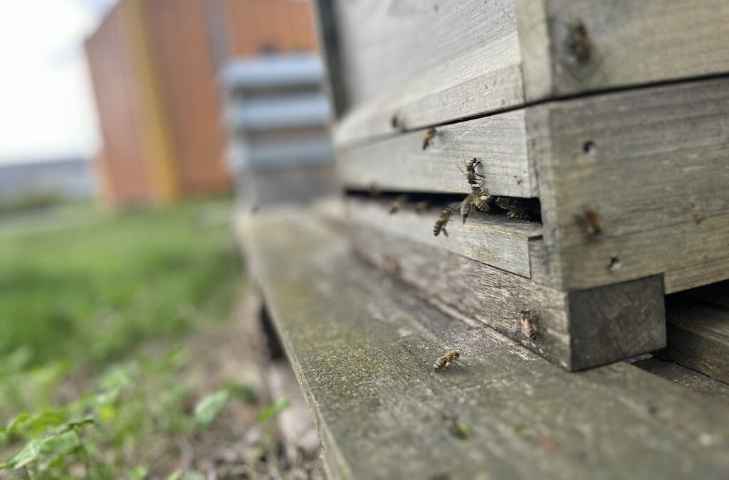Einsteigerkurs macht Lust auf die Welt der Bienen