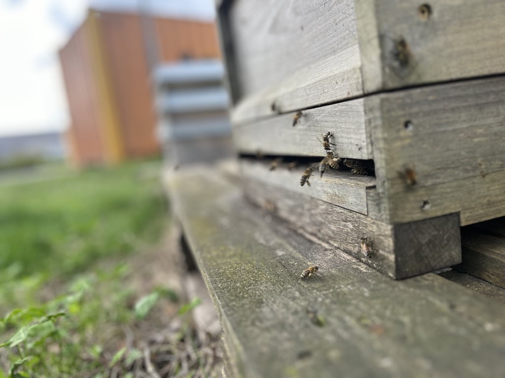 Ein- und Ausflug der Bienen © Brücher/Rheinbienen