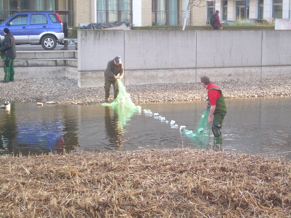 Zierfische, die in den Gewässer im Belsenpark ausgesetzt wurden, mussten nun abgefischt und umgesiedelt werden, da der Sauerstoffgehalt im Wasser zu niedrig und der Wasserspiegel aufgrund einer Leckage abgesunken war. © Landeshauptstadt Düsseldorf/Gartenamt