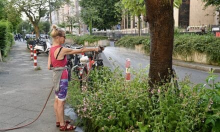 Baumpatenschaften für Düsseldorf: Stadt sucht Grünpaten