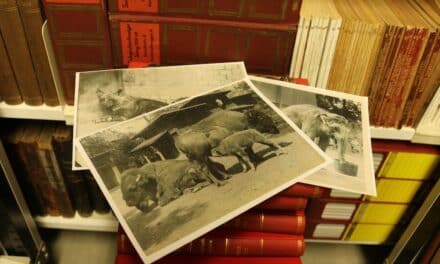 Düsseldorfer Zoogeschichte wird digital: Aquazoo veröffentlicht über 1.000 historische Fotos