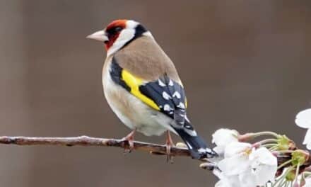 Natur hautnah erleben: Zwei Vogeltage für Kinder in Grafenberg