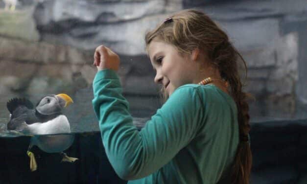 „Entdecken, Staunen, Mitmachen”: Aquazoo bietet Ferienprogramm für Kinder