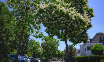 Der Trompetenbaum: Düsseldorfs blühender Hoffnungsträger im Klimawandel