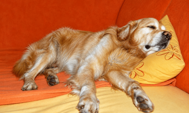 Mein Liebster kommt natürlich mit nach Düsseldorf: Mein&nbsp;Hund