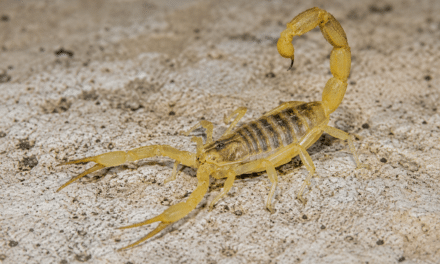 Skorpion sticht Reisende am Düsseldorfer Flughafe