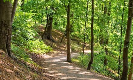 Wald-Klima-Pfad im Aaper Wald ist fertiggestellt